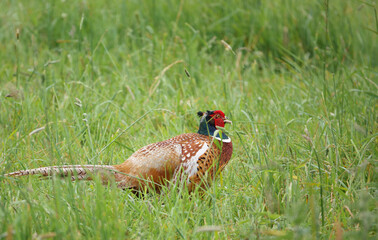 male cock pheasant feeding in the long summer grass 