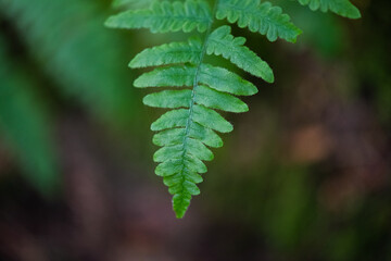 Selectively focused close up of a lush green Pacific Northwest fern