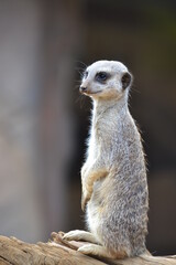 meerkat on the lookout
