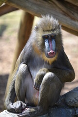 Obraz premium baboon sitting on the ground