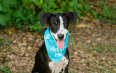 Dog Adoption Animal Rescue Shelter