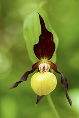 orchid Cypripedium calceolus
