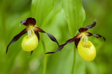 Obraz premium yellow orchid flower