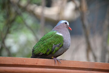 Chalcophaps side profile