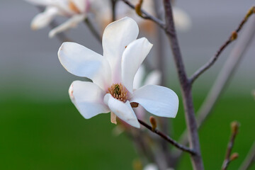 The white magnolia in spring