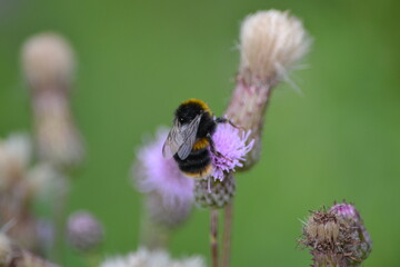 bee on a flower