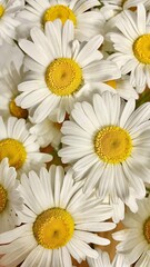 Blossom daisy flowers. White wildflowers background