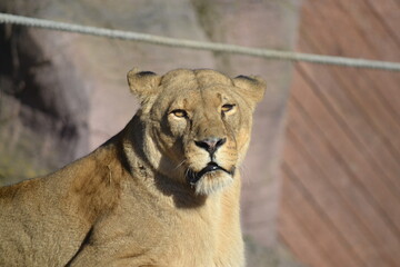 lioness face in sun