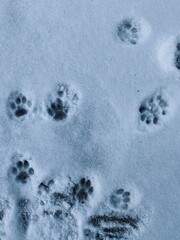Cat paw print in the white snow 