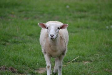 Fototapeta premium sheep in field