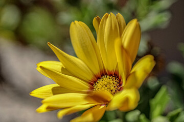 yellow flower