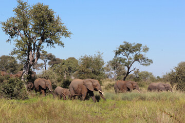 Obraz premium Afrikanischer Elefant / African elephant / Loxodonta africana...