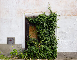 Obraz na płótnie Canvas Old abandoned door entrance with bindweed around