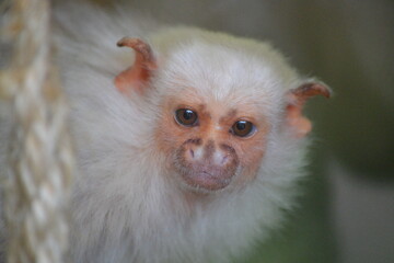Small white macaque close up