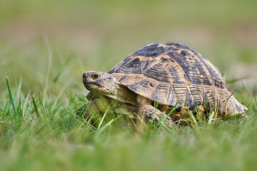 Wild Turtle