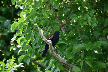 Red wing blackbird