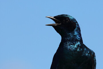 Riesenglanzstar / Burchell's starling / Lamprotornis Australis