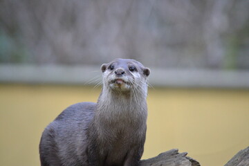 otter 
