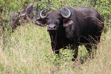 Kaffernbüffel / African buffalo / Syncerus caffer