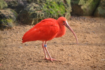 Red Ibis