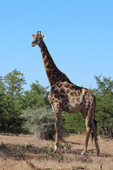 Giraffe / Giraffe / Giraffa camelopardalis