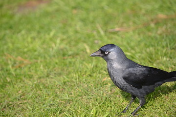 Jackdaw on lawn