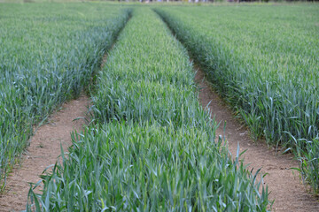 Field with green crops and tractor lines