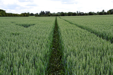 Large open green field of crops