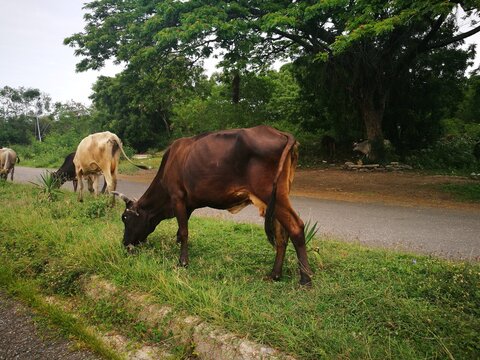 Photograph of cows grazing in the surroundings of a field, located in the city of Guacara in venezuela