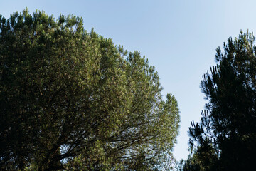 Copa de arboles con el cielo azul de fondo