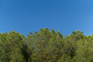 Obraz premium Copa de arboles con el cielo azul de fondo