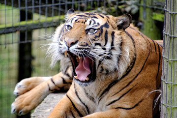 tiger mouth open close up