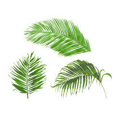 Liście palmy daktylowej, tropikalne rośliny - ilustracja wektorowa