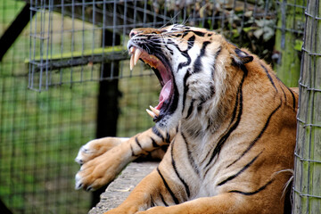 tiger mouth open with big yawn 