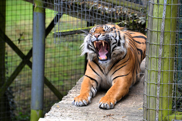 tiger mouth open showing teeth