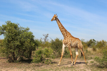 Giraffe / Giraffe / Giraffa camelopardalis