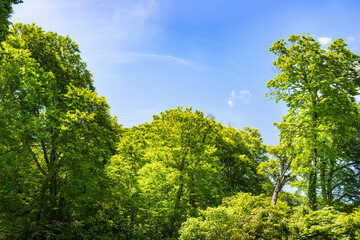 日本　船形山新緑のブナ林