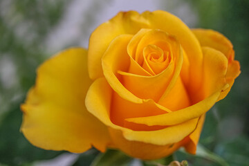 single yellow rose