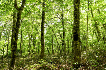 Fototapeta na wymiar 日本　船形山新緑で木漏れ日のブナ林
