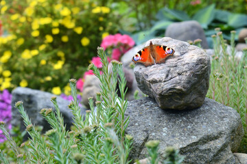 Schmetterling 887