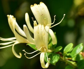 Honeysuckle