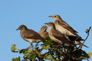Lappenstar / Wattled starling / Creatophora cinerea..