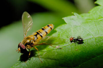 Syrphe et fournis qui boivent