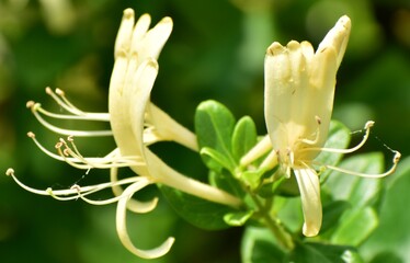 Honeysuckle