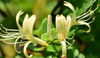 Honeysuckle