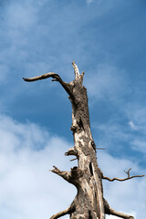 Dry dead old tree example