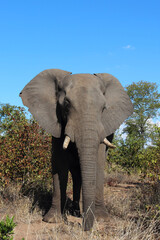 Fototapeta premium Afrikanischer Elefant / African elephant / Loxodonta africana