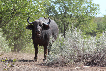 Kaffernbüffel / African buffalo / Syncerus caffer