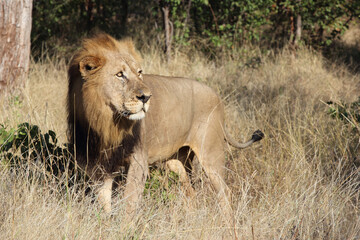 Afrikanischer Löwe / African lion / Panthera leo.