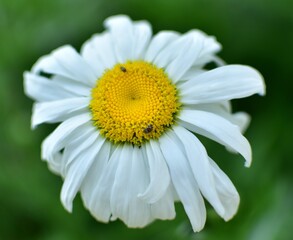 Obraz premium Daisy in the garden